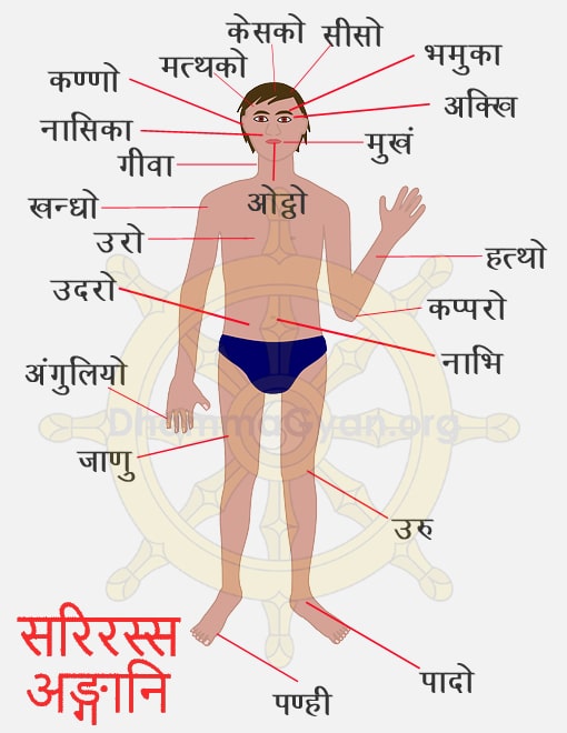 Body Parts Name in Pali Language